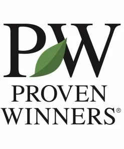 Fast Growing Trees Annabelle Hydrangea Shrub 11 Fast Growing Trees Annabelle Hydrangea Shrub