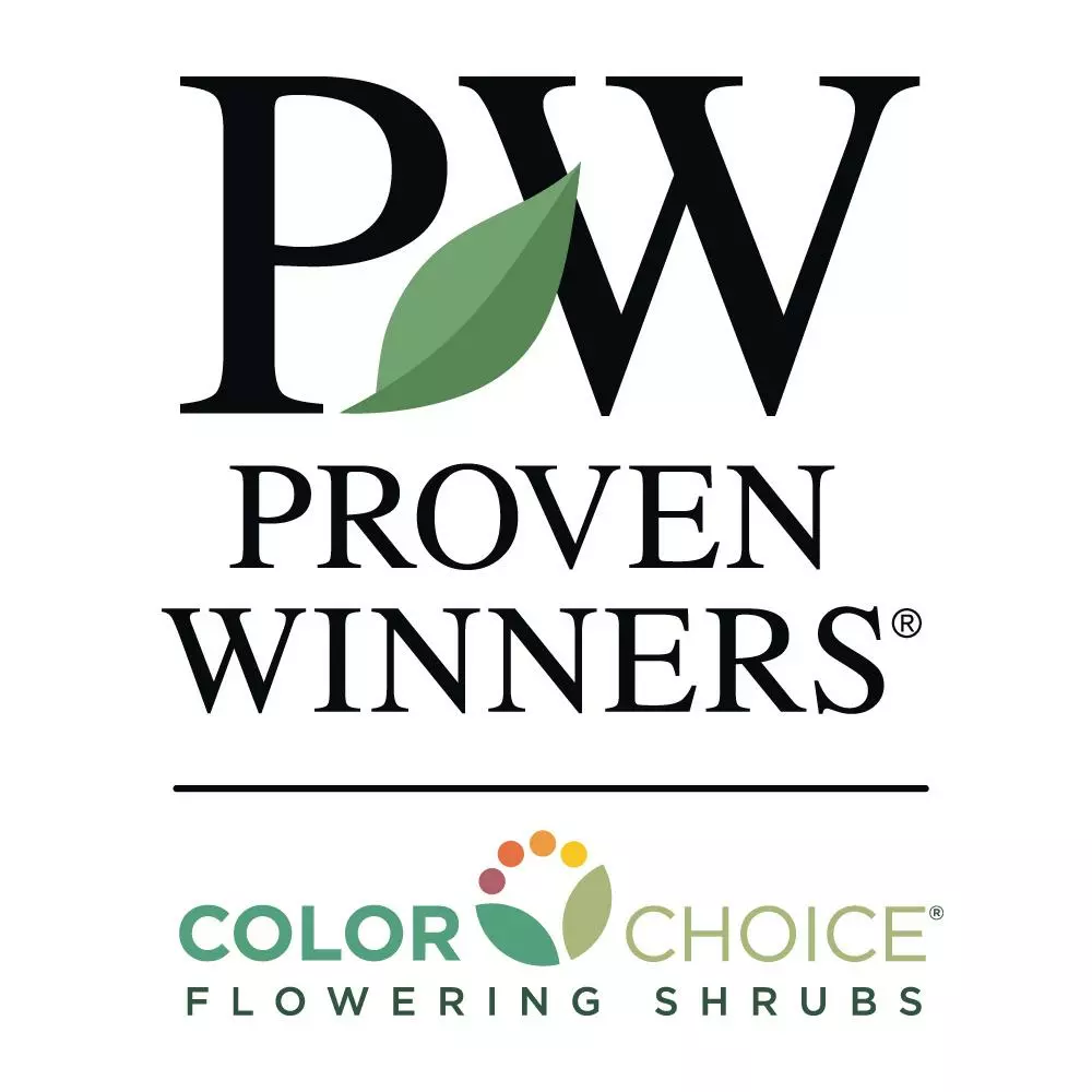 Fast Growing Trees Crape Myrtles Infinitini® Brite Pink Crape Myrtle Shrub 7 Fast Growing Trees Crape Myrtles Infinitini® Brite Pink Crape Myrtle Shrub