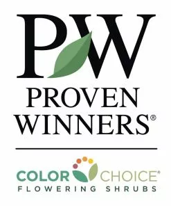 Fast Growing Trees See All Shrubs & Hedges Wax Wings™ Gold Mirror Bush