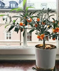 Fast Growing Trees Page Mandarin Tree 8 Fast Growing Trees Page Mandarin Tree