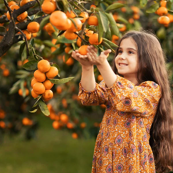 Fast Growing Trees Page Mandarin Tree 3 Fast Growing Trees Page Mandarin Tree