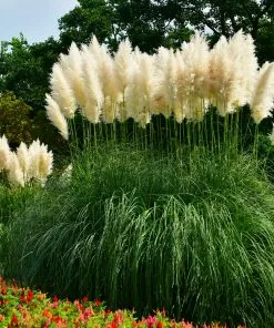 Fast Growing Trees Ornamental Grasses Pampas Grass