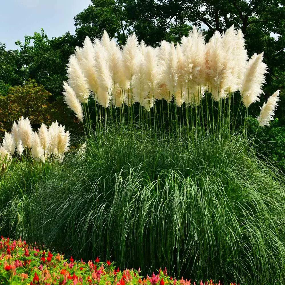 Fast Growing Trees Ornamental Grasses Pampas Grass 4 Fast Growing Trees Ornamental Grasses Pampas Grass