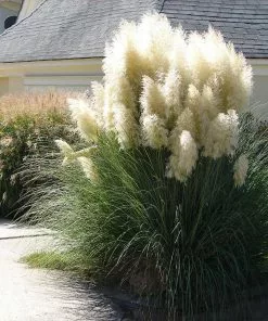 Fast Growing Trees Ornamental Grasses Pampas Grass 7 Fast Growing Trees Ornamental Grasses Pampas Grass