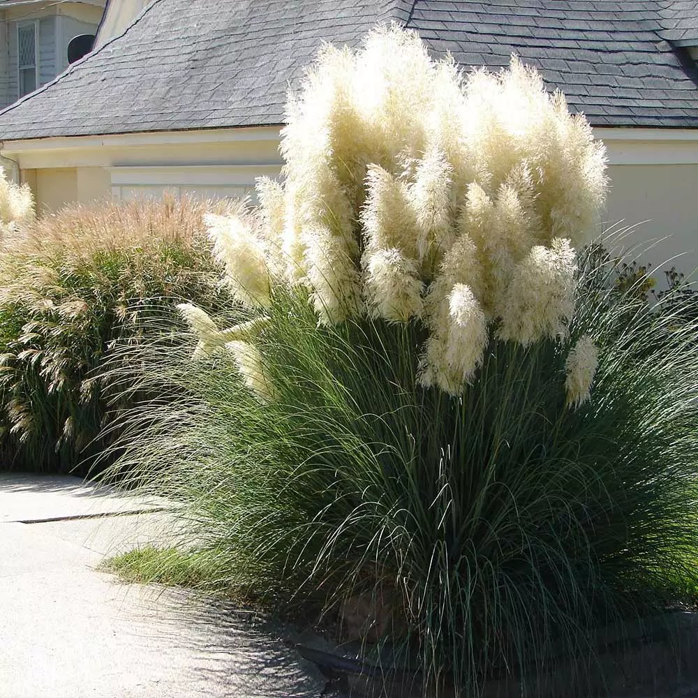 Fast Growing Trees Ornamental Grasses Pampas Grass 5 Fast Growing Trees Ornamental Grasses Pampas Grass
