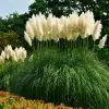 Fast Growing Trees Ornamental Grasses Pampas Grass 1 Fast Growing Trees Ornamental Grasses Pampas Grass