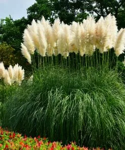 Fast Growing Trees Ornamental Grasses Pampas Grass