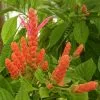 Fast Growing Trees See All Flowering Trees Orange Shrimp Plant