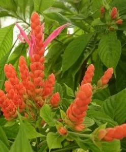 Fast Growing Trees See All Flowering Trees Orange Shrimp Plant