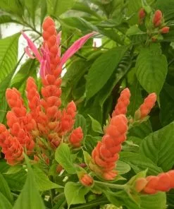 Fast Growing Trees See All Flowering Trees Orange Shrimp Plant 9 Fast Growing Trees See All Flowering Trees Orange Shrimp Plant
