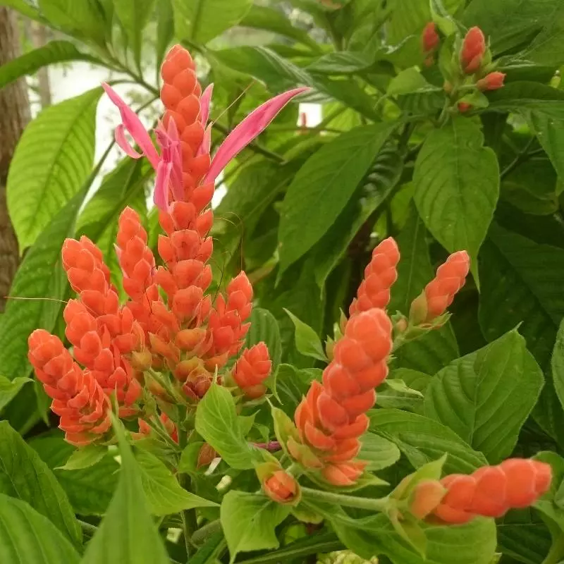 Fast Growing Trees See All Flowering Trees Orange Shrimp Plant 6 Fast Growing Trees See All Flowering Trees Orange Shrimp Plant