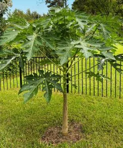 Fast Growing Trees Papaya Tree See All Fruit Trees 16 Fast Growing Trees Papaya Tree See All Fruit Trees