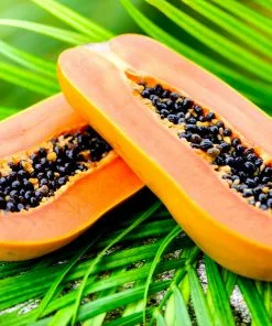 Fast Growing Trees Papaya Tree See All Fruit Trees 15 Fast Growing Trees Papaya Tree See All Fruit Trees