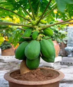 Fast Growing Trees Papaya Tree See All Fruit Trees 13 Fast Growing Trees Papaya Tree See All Fruit Trees