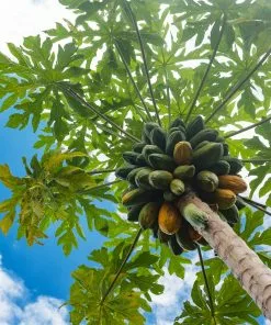 Fast Growing Trees Papaya Tree See All Fruit Trees 12 Fast Growing Trees Papaya Tree See All Fruit Trees