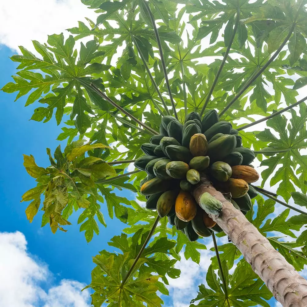 Fast Growing Trees Papaya Tree See All Fruit Trees 5 Fast Growing Trees Papaya Tree See All Fruit Trees