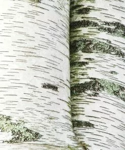Fast Growing Trees Birch Trees White Birch Tree
