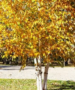 Fast Growing Trees Birch Trees White Birch Tree