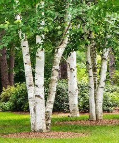 Fast Growing Trees Birch Trees White Birch Tree