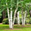 Fast Growing Trees Birch Trees White Birch Tree 2 Fast Growing Trees Birch Trees White Birch Tree