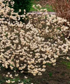 Fast Growing Trees Oriental Paperbush Shrub