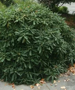 Fast Growing Trees Oriental Paperbush Shrub