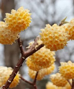 Fast Growing Trees Oriental Paperbush Shrub