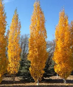 Fast Growing Trees Parkland Pillar® Birch Tree Birch Trees