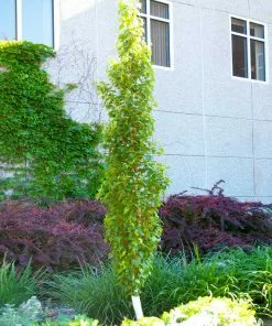 Fast Growing Trees Parkland Pillar® Birch Tree Birch Trees 9 Fast Growing Trees Parkland Pillar® Birch Tree Birch Trees