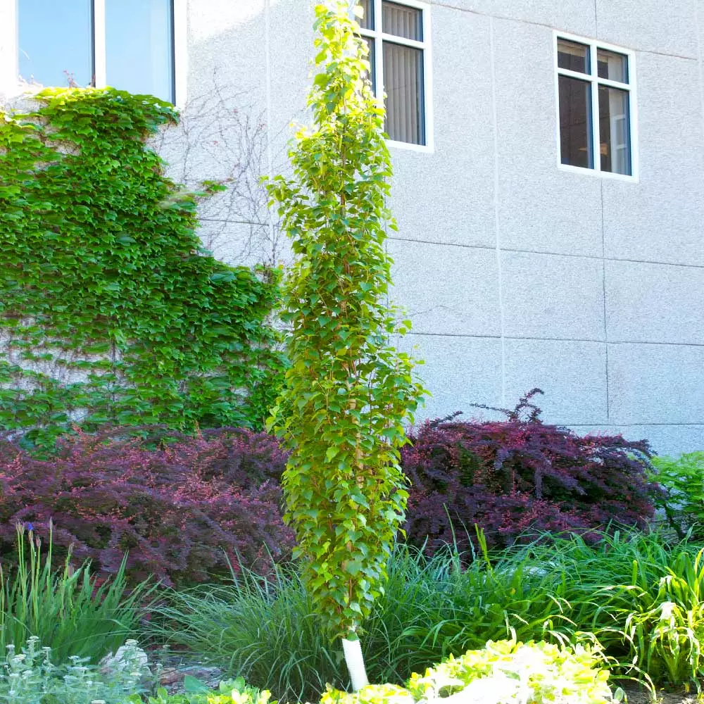 Fast Growing Trees Parkland Pillar® Birch Tree Birch Trees 6 Fast Growing Trees Parkland Pillar® Birch Tree Birch Trees