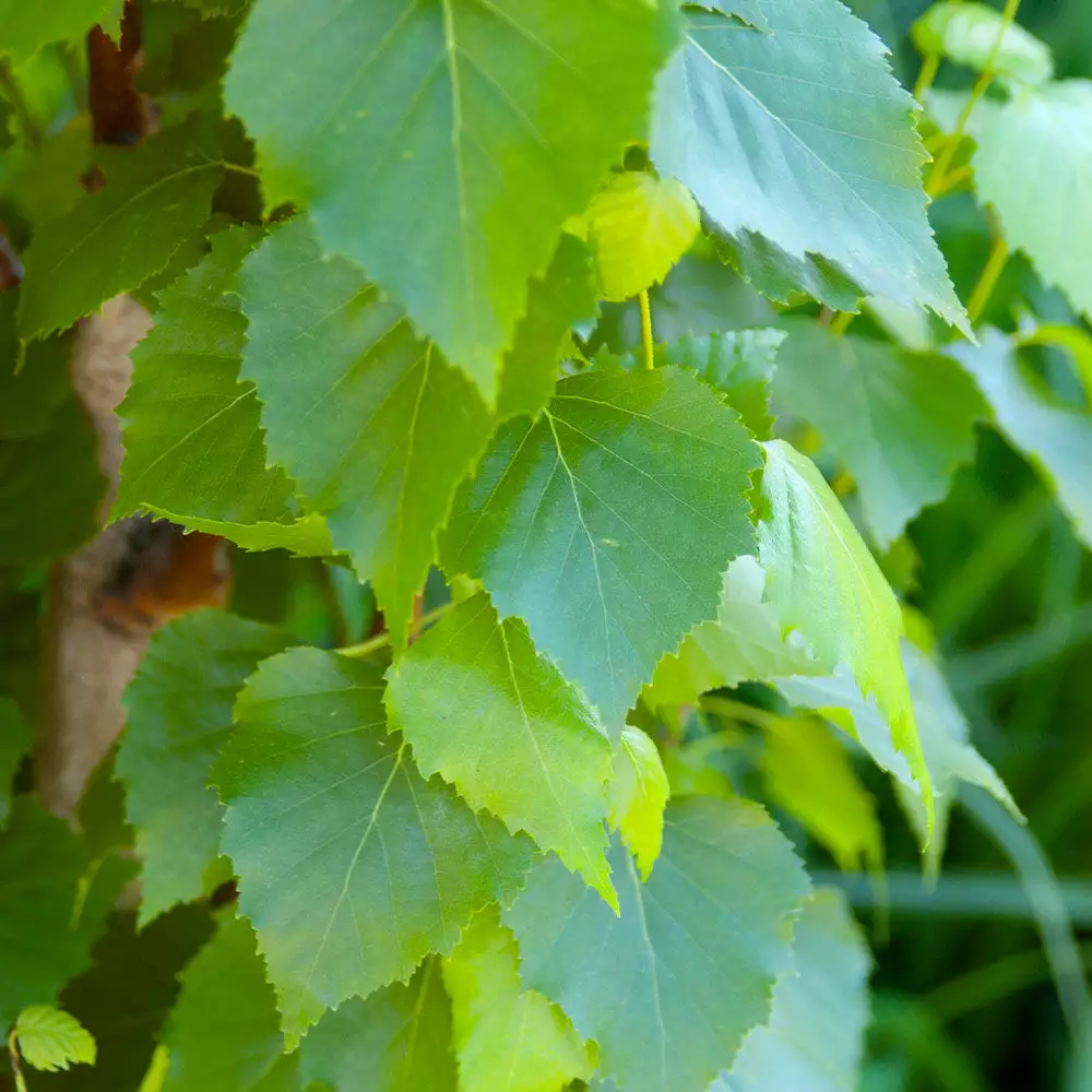 Fast Growing Trees Parkland Pillar® Birch Tree Birch Trees 5 Fast Growing Trees Parkland Pillar® Birch Tree Birch Trees