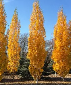 Fast Growing Trees Parkland Pillar® Birch Tree Birch Trees