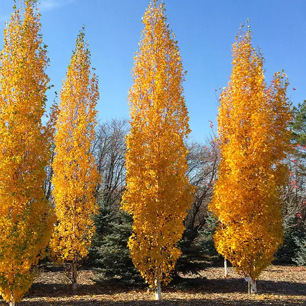 Fast Growing Trees Parkland Pillar® Birch Tree Birch Trees 3 Fast Growing Trees Parkland Pillar® Birch Tree Birch Trees