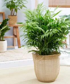 Fast Growing Trees Palm Trees Parlor Palm 11 Fast Growing Trees Palm Trees Parlor Palm