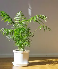 Fast Growing Trees Palm Trees Parlor Palm 12 Fast Growing Trees Palm Trees Parlor Palm