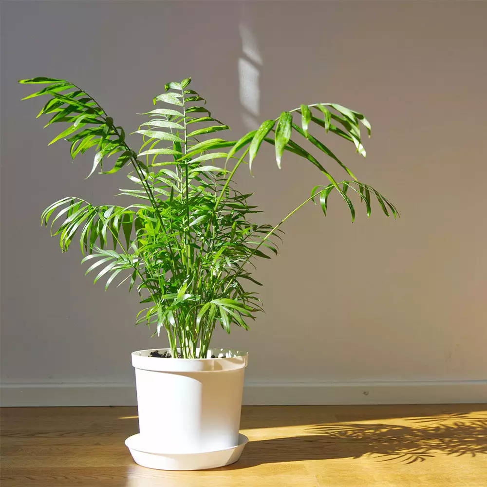 Fast Growing Trees Palm Trees Parlor Palm 6 Fast Growing Trees Palm Trees Parlor Palm