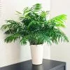 Fast Growing Trees Palm Trees Parlor Palm 1 Fast Growing Trees Palm Trees Parlor Palm