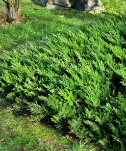 Fast Growing Trees Parson’s Juniper