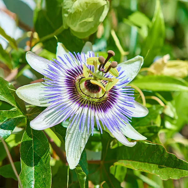 Fast Growing Trees Passion Fruit Vine (Flower) 3 Fast Growing Trees Passion Fruit Vine (Flower)