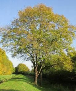Fast Growing Trees Patmore Green Ash Tree 7 Fast Growing Trees Patmore Green Ash Tree