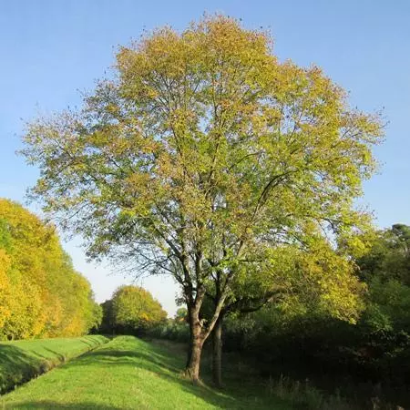 Fast Growing Trees Patmore Green Ash Tree 5 Fast Growing Trees Patmore Green Ash Tree