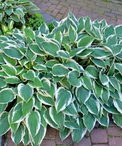 Fast Growing Trees Patriot Hosta Plant 6 Fast Growing Trees Patriot Hosta Plant