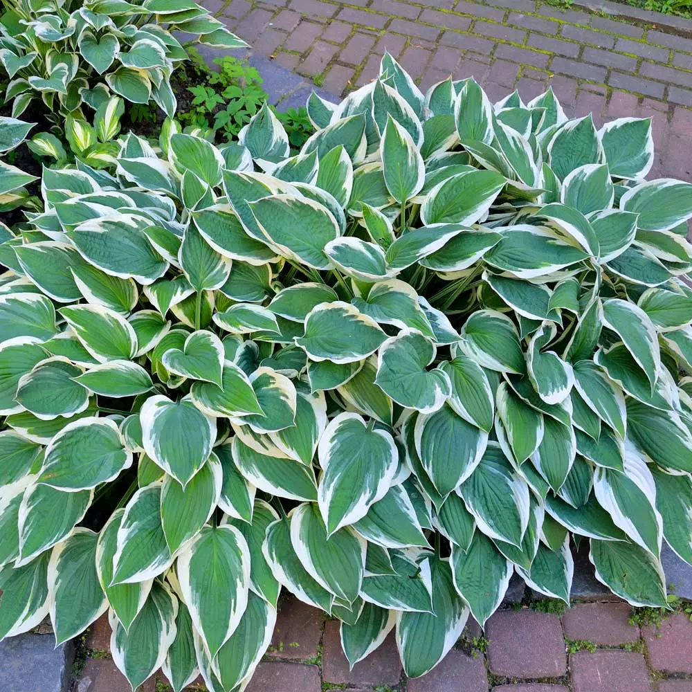 Fast Growing Trees Patriot Hosta Plant 4 Fast Growing Trees Patriot Hosta Plant