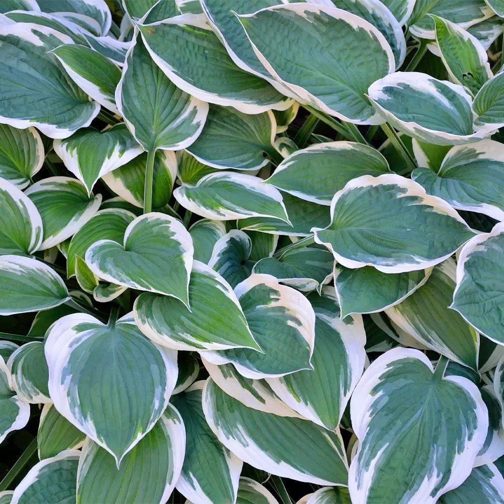 Fast Growing Trees Patriot Hosta Plant 5 Fast Growing Trees Patriot Hosta Plant