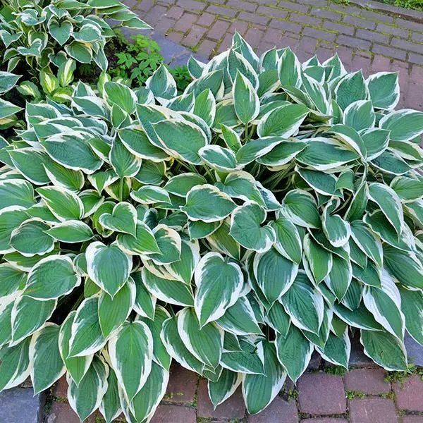 Fast Growing Trees Patriot Hosta Plant 3 Fast Growing Trees Patriot Hosta Plant
