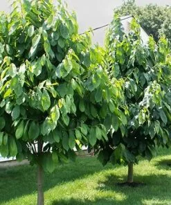 Fast Growing Trees American Paw Paw Tree Deer Resistant Plants 9 Fast Growing Trees American Paw Paw Tree Deer Resistant Plants