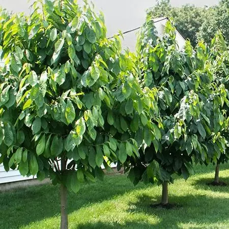 Fast Growing Trees American Paw Paw Tree Deer Resistant Plants 6 Fast Growing Trees American Paw Paw Tree Deer Resistant Plants