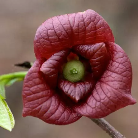 Fast Growing Trees American Paw Paw Tree Deer Resistant Plants 5 Fast Growing Trees American Paw Paw Tree Deer Resistant Plants