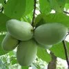 Fast Growing Trees American Paw Paw Tree Deer Resistant Plants 2 Fast Growing Trees American Paw Paw Tree Deer Resistant Plants
