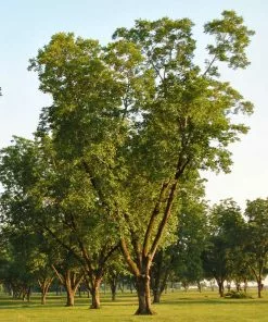 Fast Growing Trees Pawnee Pecan Tree Nut Trees 8 Fast Growing Trees Pawnee Pecan Tree Nut Trees